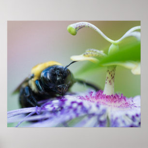 Poster Photo macro de Bumble Bee