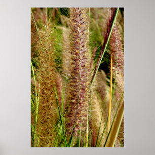 Poster Photo macro de l'herbe de Foxtail