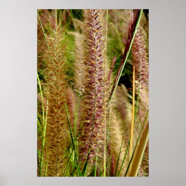 Poster Photo macro de l'herbe de Foxtail (Devant)