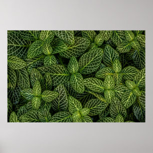 POSTER PHOTO MACRO DE PLANTES VERTS