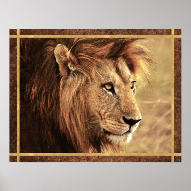 Poster Photo Majestic Lion Sideway (Devant)