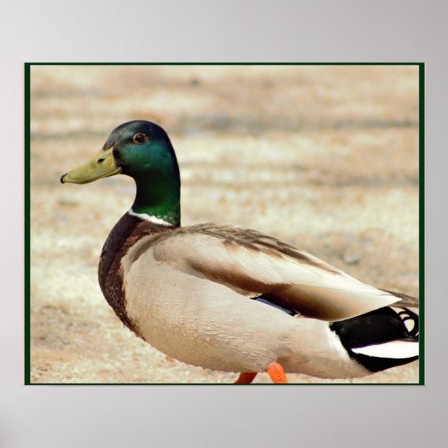 Poster Photo Mallard Duck (Devant)