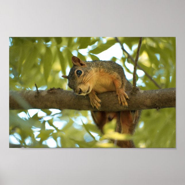 Poster Photo nature d'écureuil mignonne et curieuse (Devant)