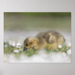 Poster Photo nature gosling