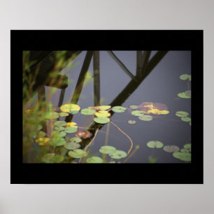 Poster photo nénuphar