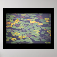 Poster photo nénuphar