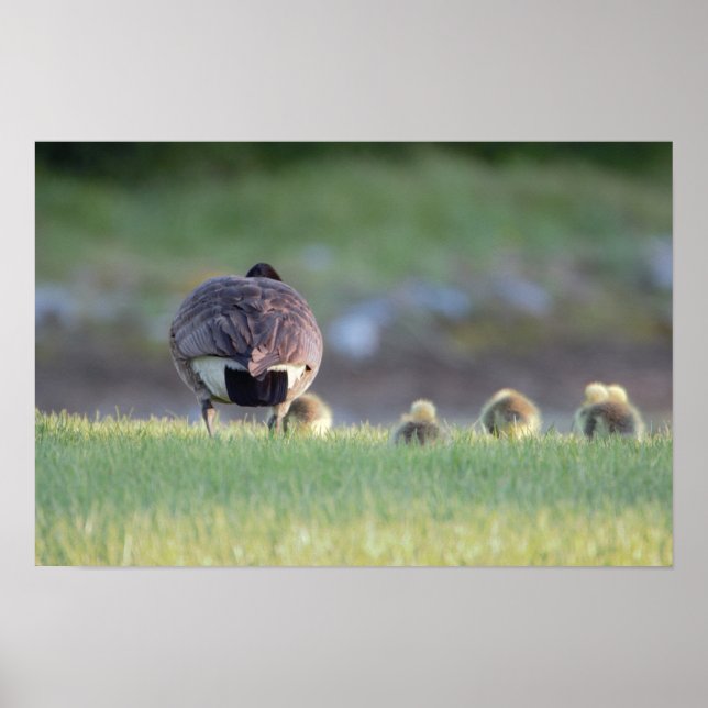 Poster photo Oie avec bébés (Devant)
