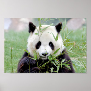 Poster Photo panda géant, animaux 0333.