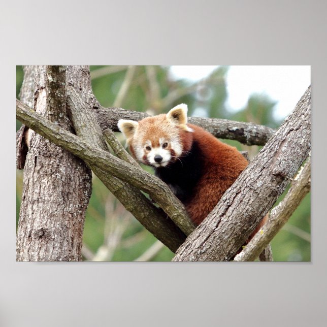 Poster Photo panda rouge, animaux 0508. (Devant)