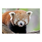 Poster Photo panda rouge, animaux 0511.
