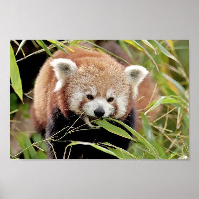 Poster Photo panda rouge, animaux 0513. (Devant)