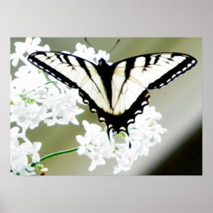 Poster Photo papillon de l'épaisse du tigre oriental