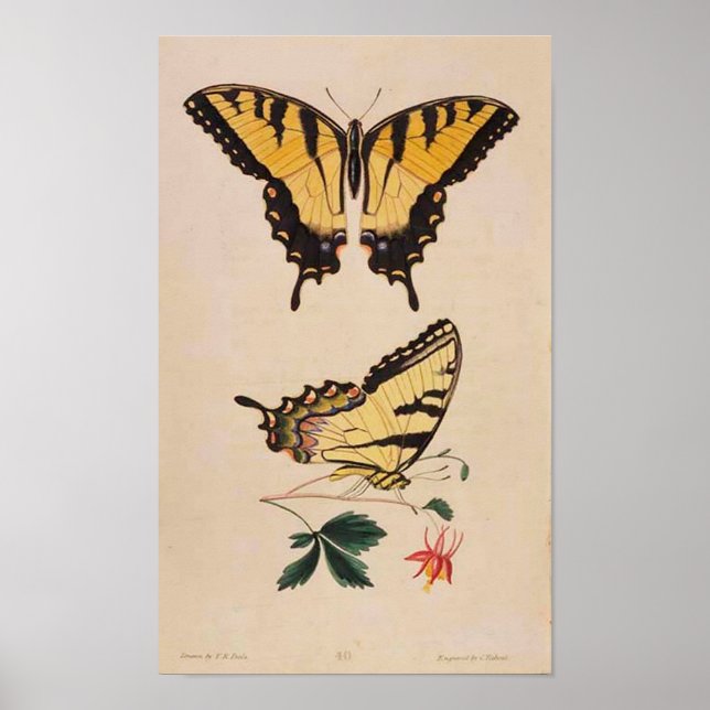 Poster photo papillon vintage (Devant)