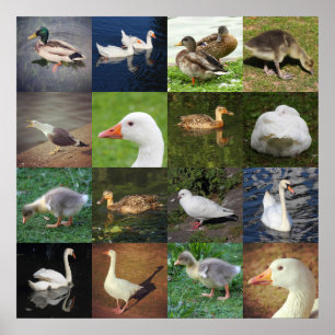 Poster Photo Patchwork - Oiseaux