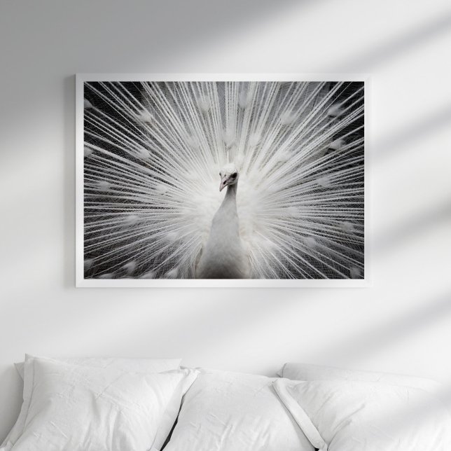 Poster photo Peacock blanc (Créateur téléchargé)