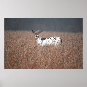 Poster photo Piebald Deer