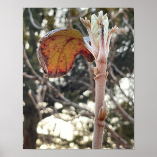 Poster photo plante