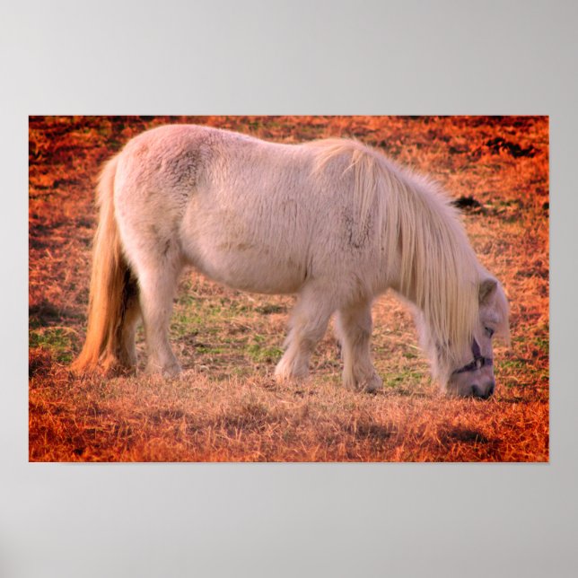 Poster Photo Pony (Devant)