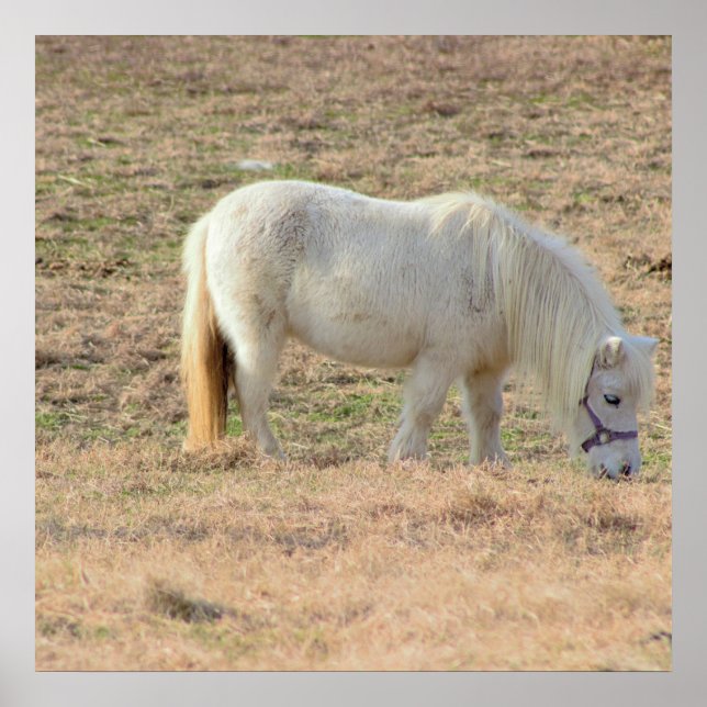 Poster Photo Pony (Devant)