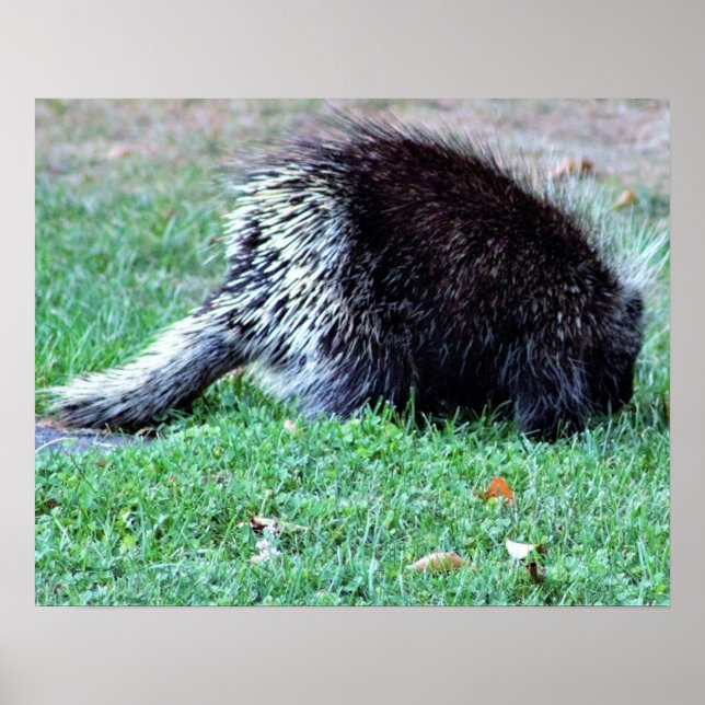 Poster photo Porcupine (Devant)