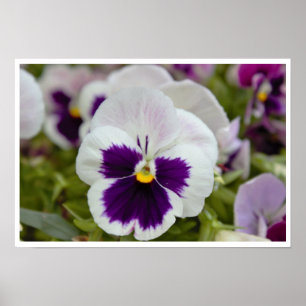Poster Photo pourpre blanche de pensée