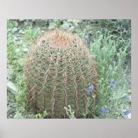 Poster photo Pricky Pétales Roses Cactus Desert