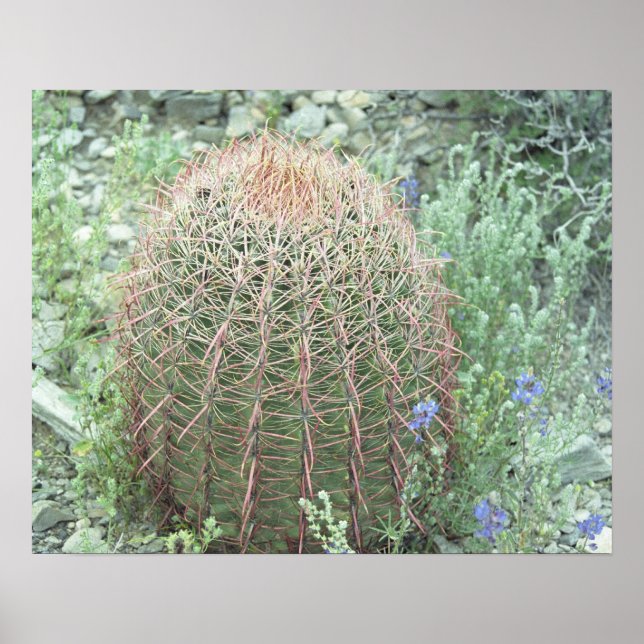Poster photo Pricky Pétales Roses Cactus Desert (Devant)