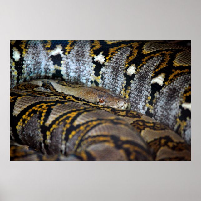 Poster photo Python (Devant)