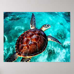 Poster Photo Realistic Sea Turtle In Turquoise Water
