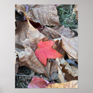 Poster photo Red Leaf
