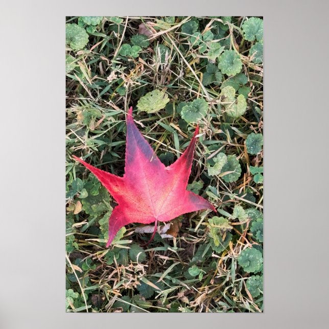 Poster photo Red Leaf (Devant)