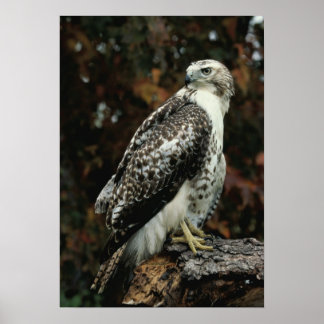 Poster photo Red Tail Hawk