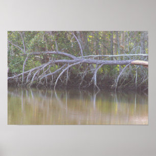 Poster photo Réflexions sur les arbres tombés