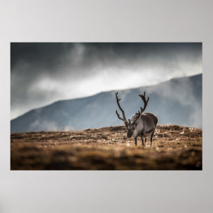 Poster Photo Reindeer