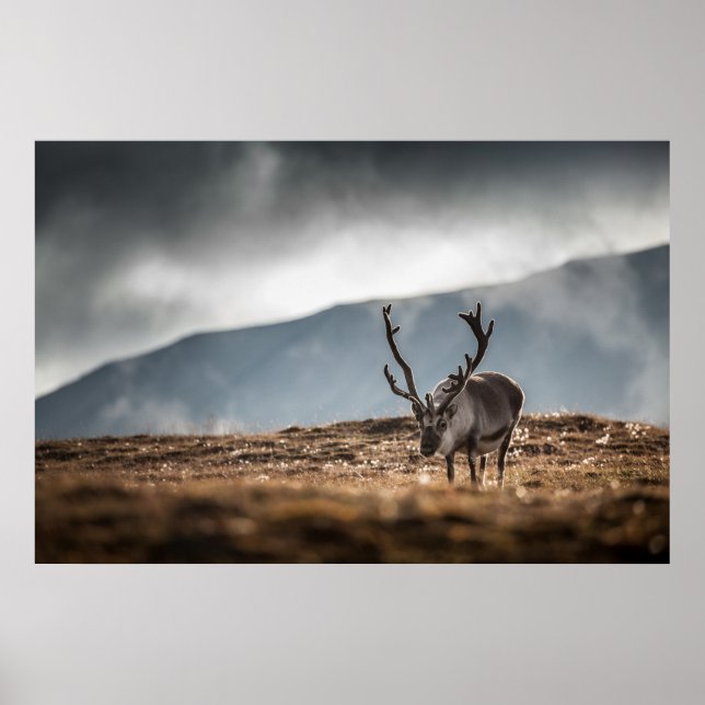 Poster Photo Reindeer (Devant)