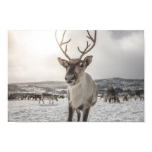 Poster photo Reindeer Nature