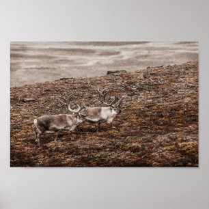 Poster photo Reindeer Nature