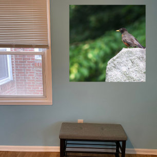 Poster photo Robin Bird