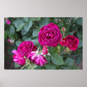 Poster photo rose