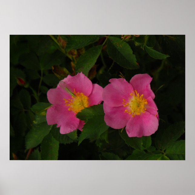Poster photo rose Rose sauvage (Devant)