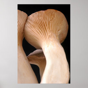 Poster Photo royale de champignon de trompette