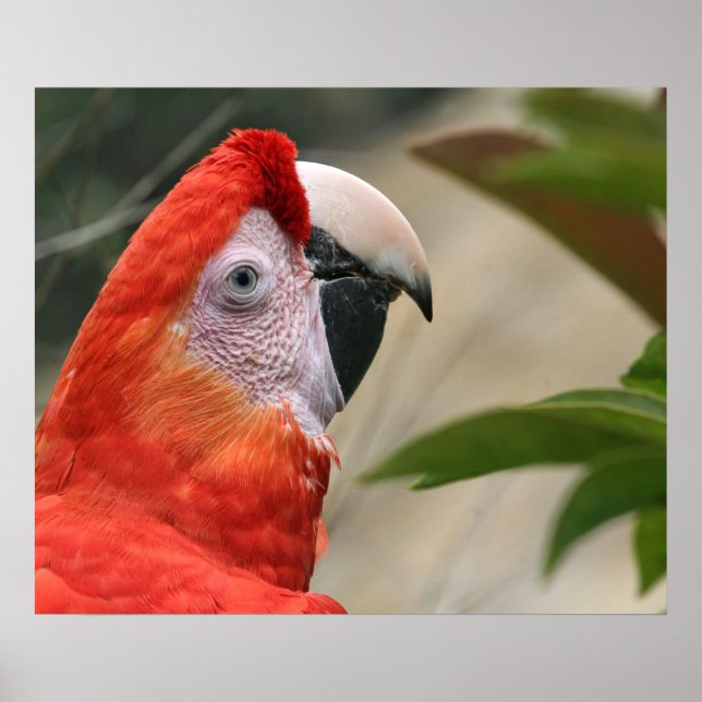 Poster Photo Scarlet Mackaw (Devant)