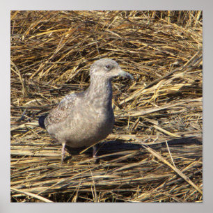 Poster photo Seagull