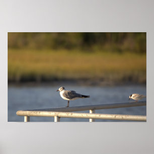 Poster photo Seagull