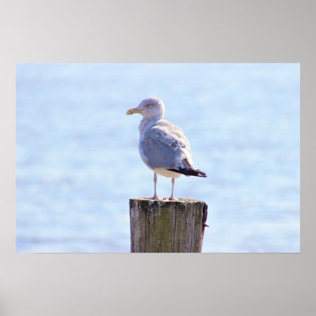 Poster Photo Seagull (Devant)