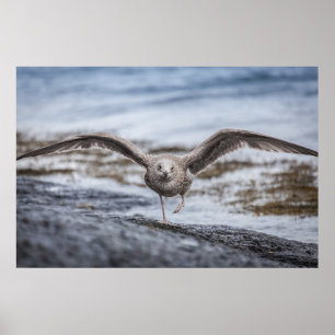 Poster photo Seagull Wildlife