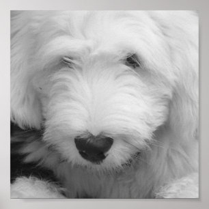 Poster photo Sheep Dog Imprimer