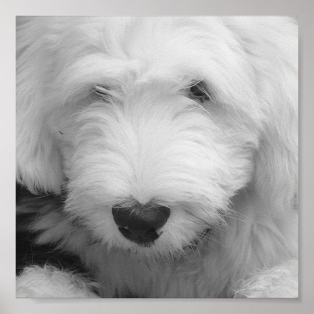 Poster photo Sheep Dog Imprimer (Devant)