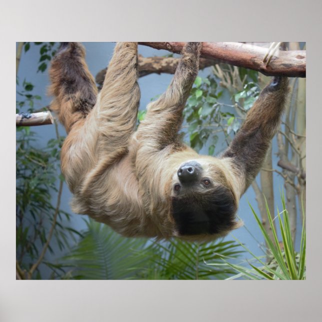 Poster photo Sloth (Devant)