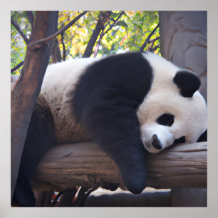 Poster Photo Slothful Panda
